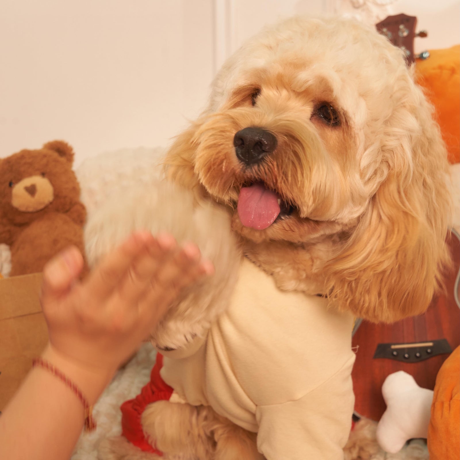 Floopy, the dog who inspired Floopilo