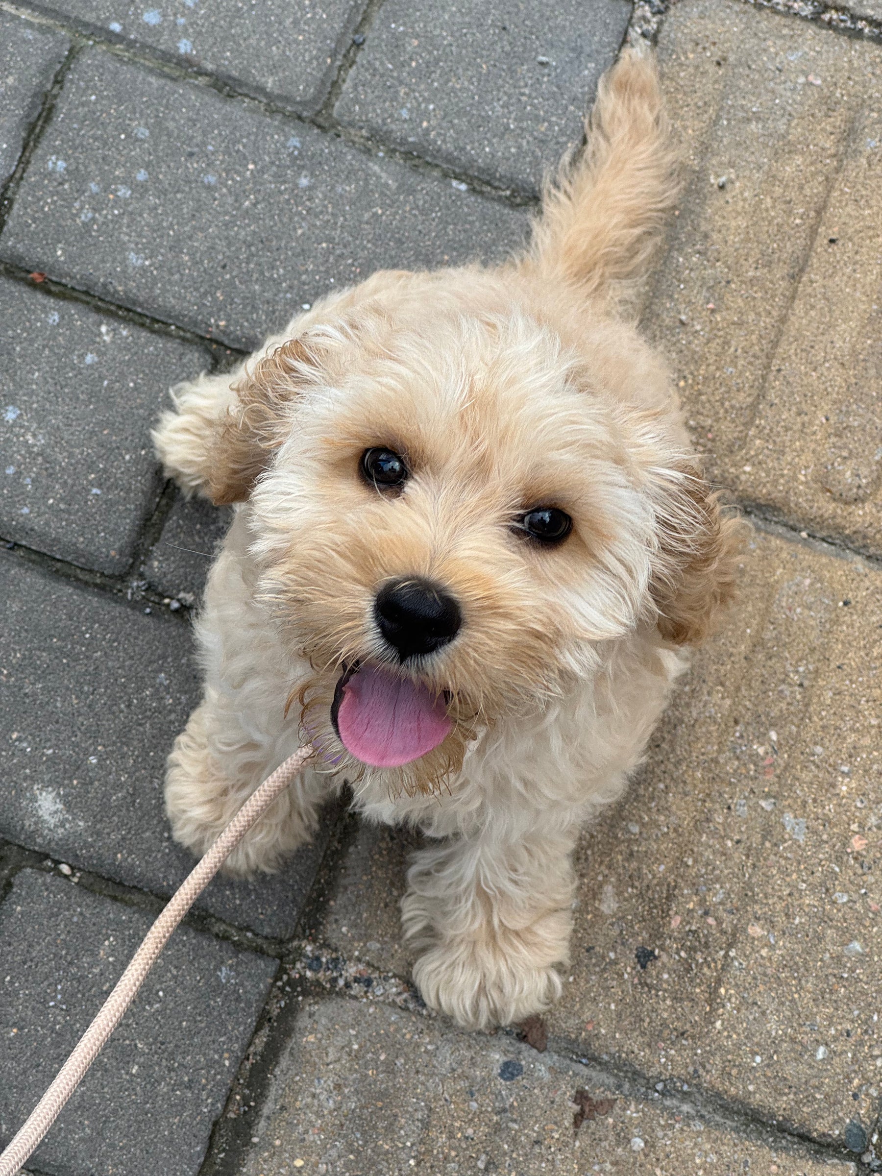 Floopy, the dog who inspired Floopilo