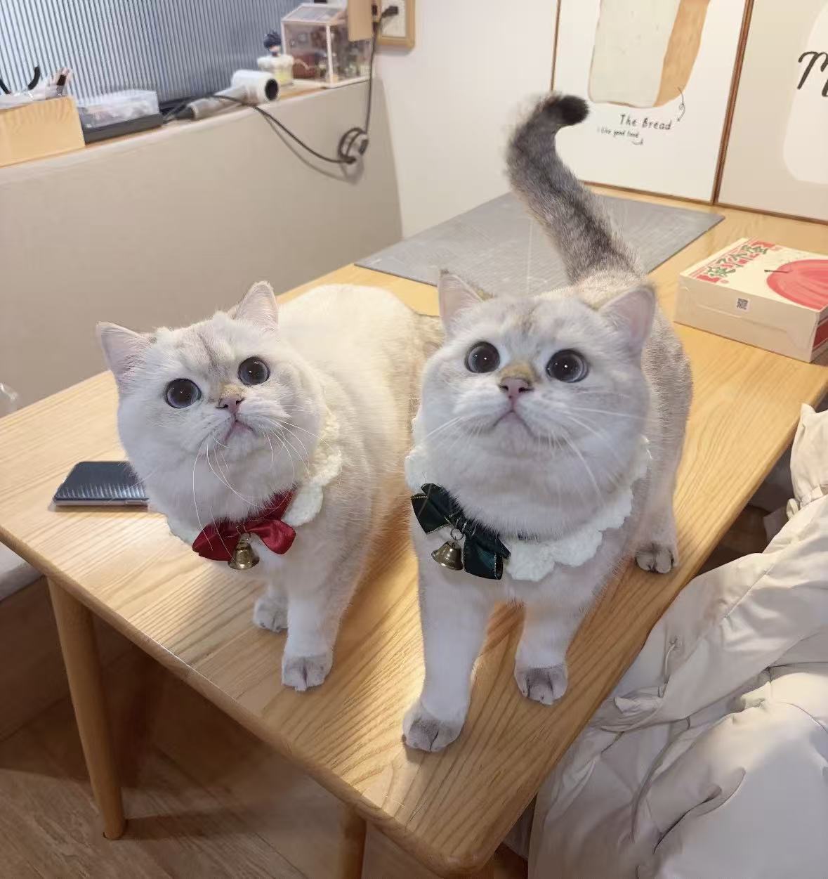 Pet parent moment that inspired Floopilo gifting